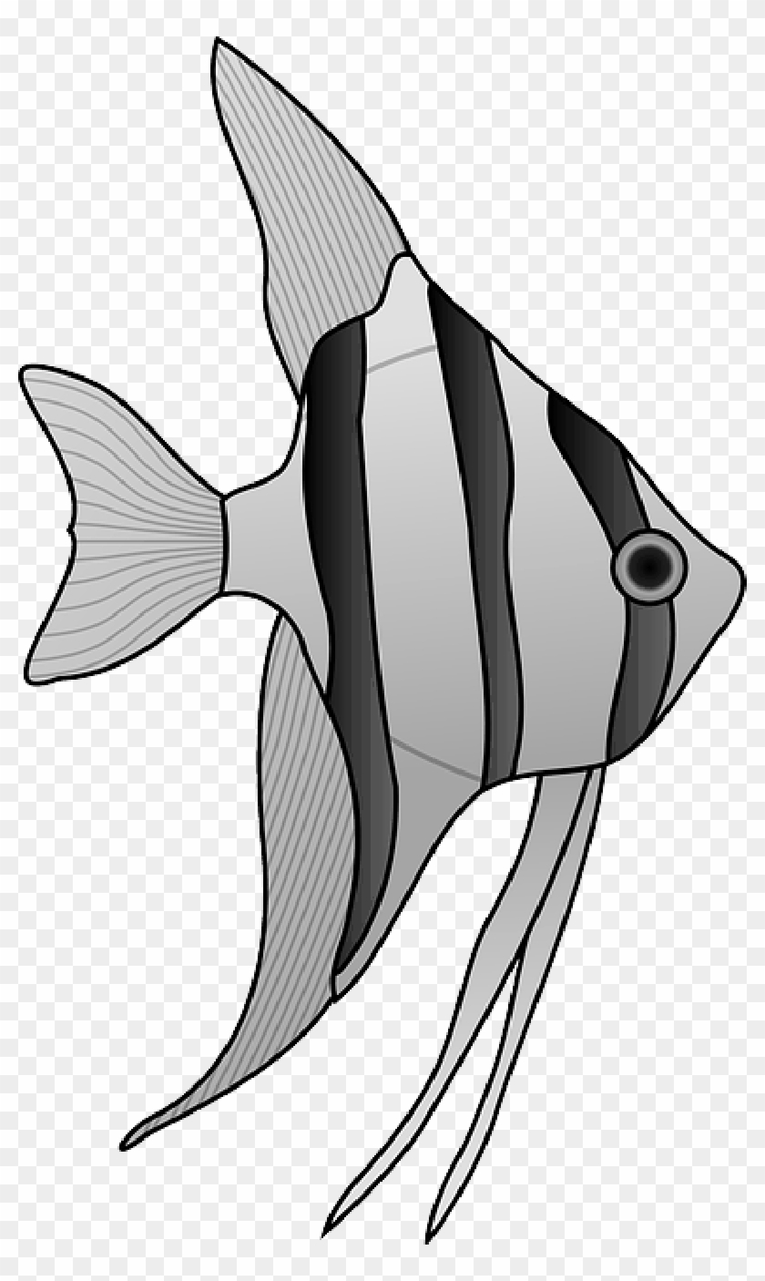 Animals, Outline, Drawing, Cartoon, Angel, Fish - Angel Fish Black And White #1745101