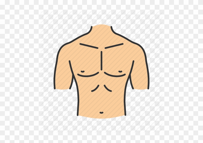 Abdomen Body Part Chest - Parts Of The Body Chest #1746082