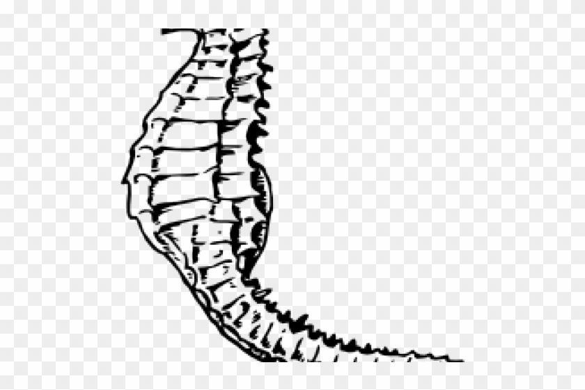 Seahorse Clipart Public Domain - Seahorse Black And White #1746093