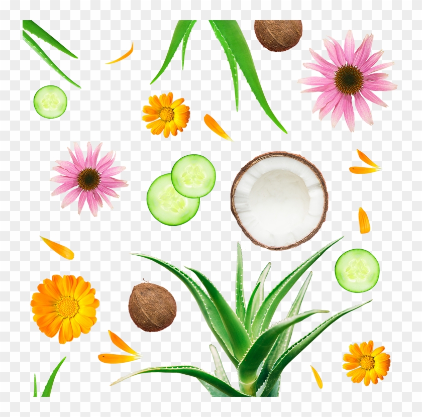 Superfood For Sun-kissed Skin - Superfood For Sun-kissed Skin #1746636