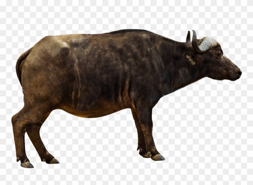 African Buffalo Png Pics - African Buffalo Side Profile #1747326