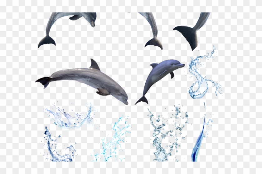 Water Clipart Dolphin - Spinner Dolphins Transparent Background #1748125