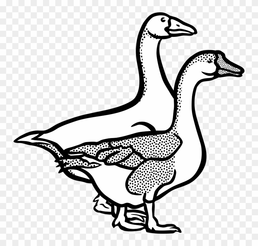Duck Hunting Coloring Pages - Geese Black And White #1748146