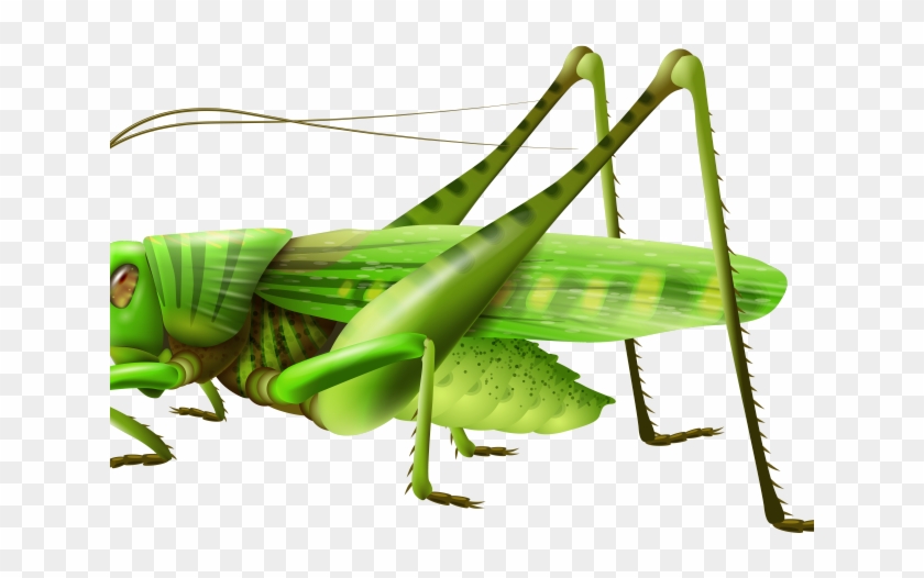 Insect Clipart Insect Pest - Transparent Grasshopper Clipart #1748557
