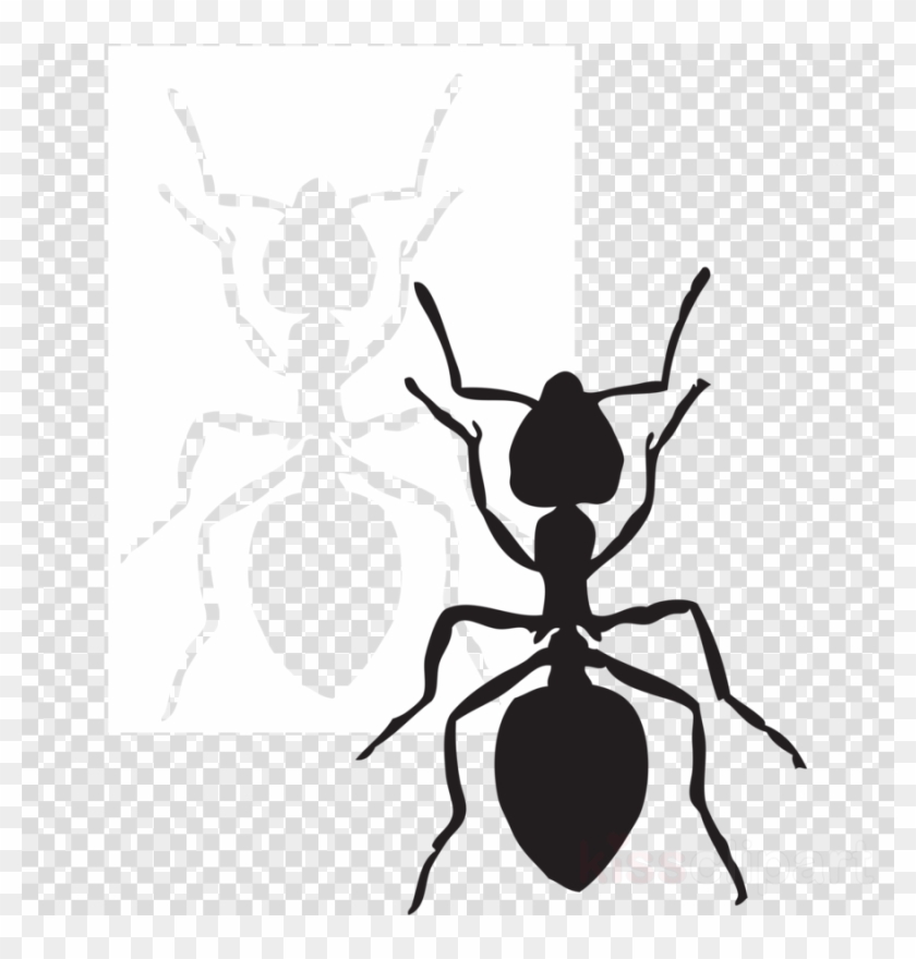 Ant Graphic Clipart Ant Insect Clip Art - Ant Insect Clip Art #1748566