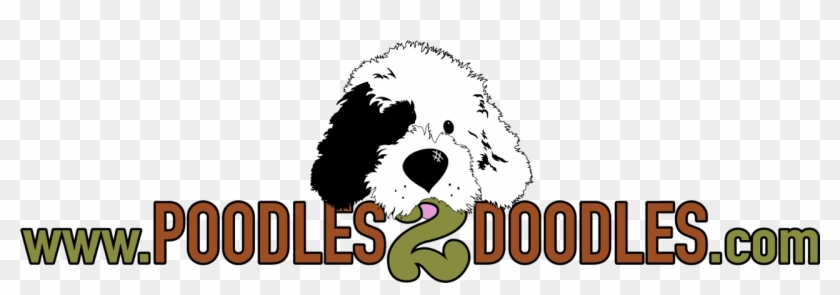Poodles 2 Doodles, A Top Breeder Of Bernedoodle Puppies - Old English Sheepdog #1748821