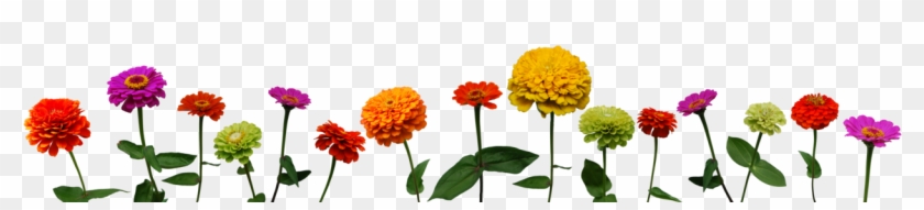 Zinnias By *eirian-stock On Deviantart Flower Clipart, - Zinnias Png #1748940