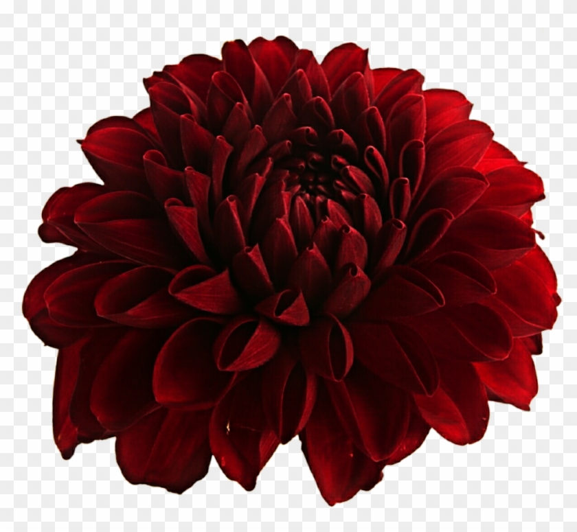 Png Transparent Images All Transparent Background - Dahlia Png #1748967
