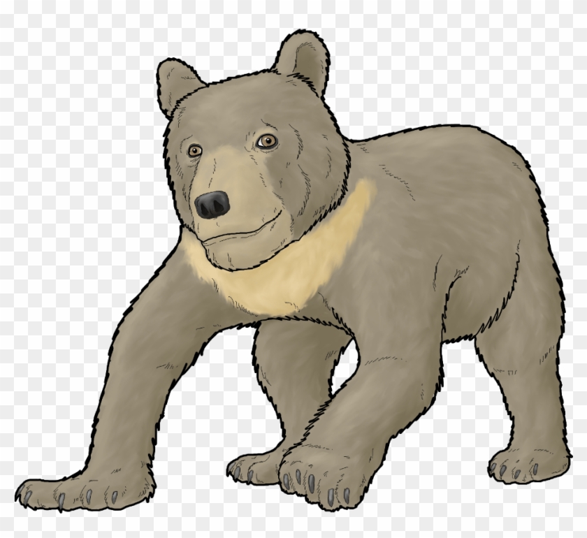 grizzly bear drawing step by step