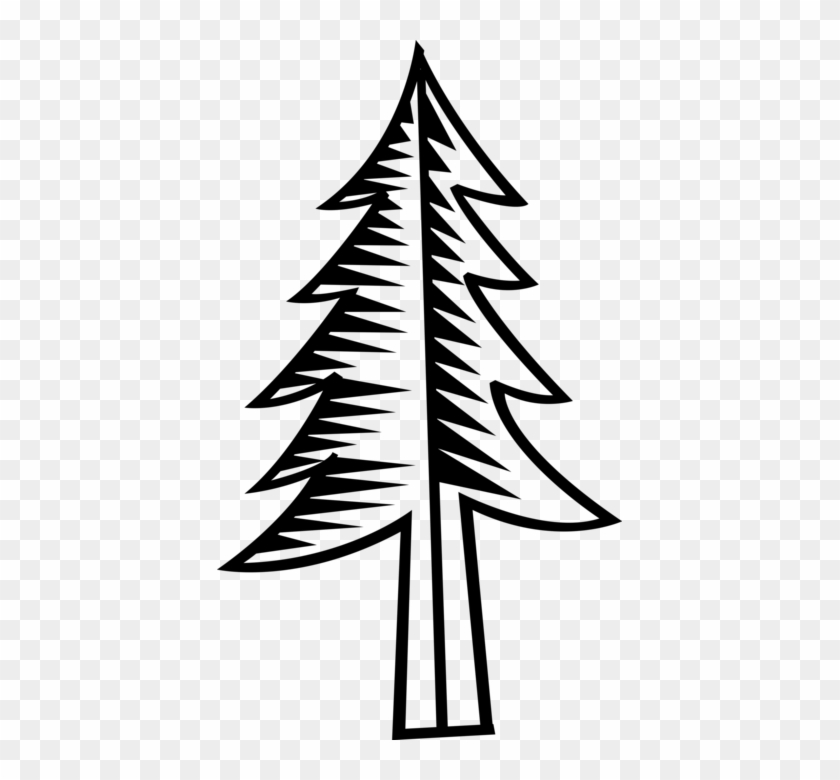 Vector Illustration Of Coniferous Evergreen Fir Pine - Conifers Gametophyte And Sporophyte #1750248