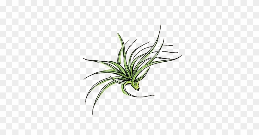 Air Plant - - Agave #1750477