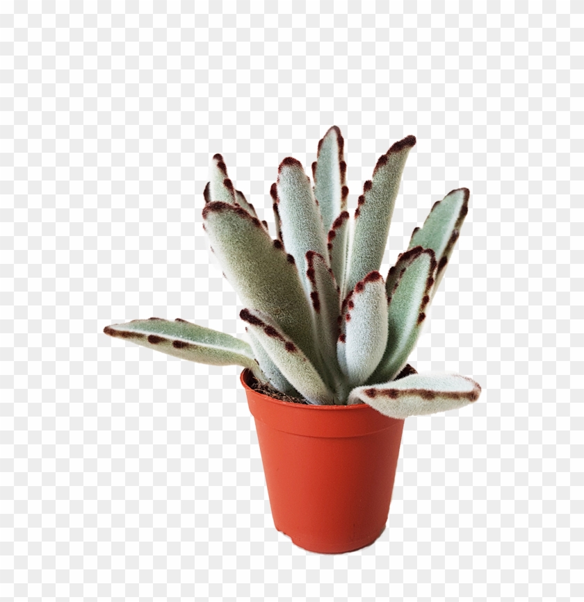 Plant Used - Agave #1750487