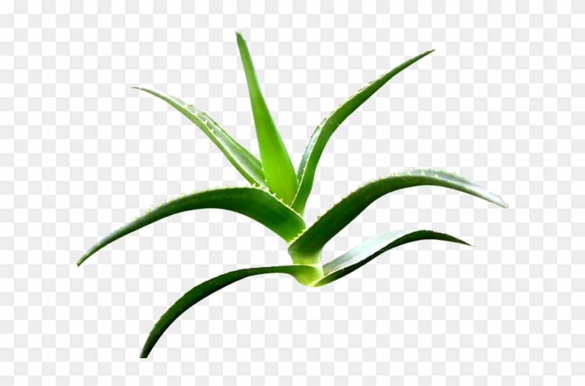 Aloe Clipart Terrestrial Plant - Grass #1750488