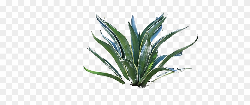 Agave Png - Agave Azul #1750489