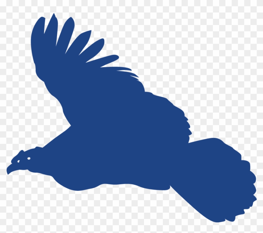 Andean Condor Gold Sponsor - Red Shouldered Hawk #1750922