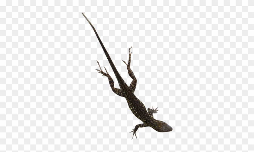 Clip Art Online - Alligator Lizard #1751226