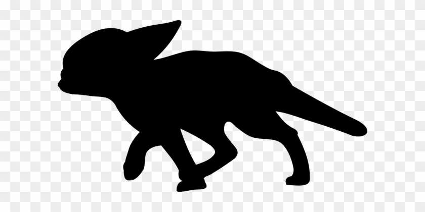 Fox, Fenek, Desert Fox, From, Nature - Fennec Fox #1751231