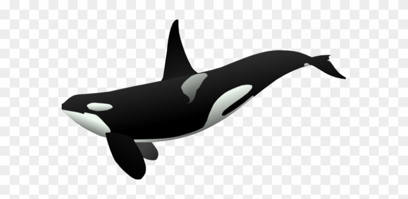 Orca Clipart Orcas Clip Art Panda Free Images - Killer Whale Full Body #1751287