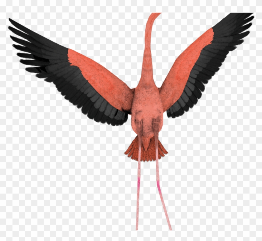 Free Flamingo Cartoon Images, Download Free Clip Art, - Flamingo Wings In Flight #1751502