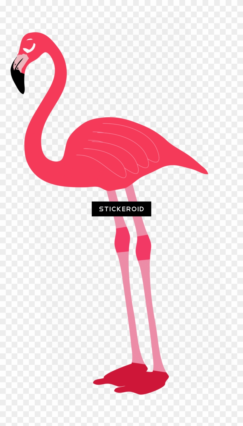 Flamingo - Greater Flamingo #1751511