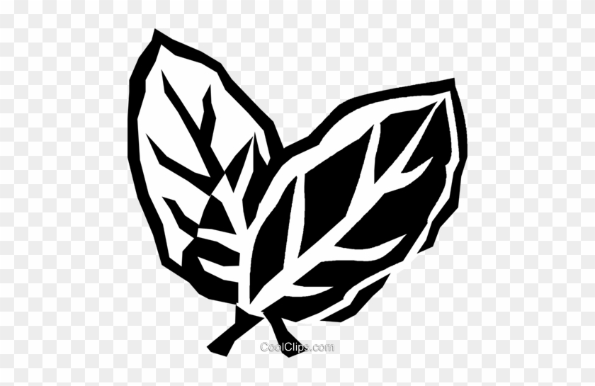 Bay Leaves Royalty Free Vector Clip Art Illustration - Simpatias De São João #1751612