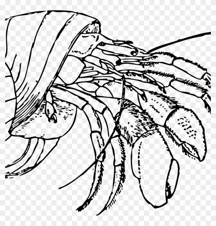 Free Printable Hermit Crab Coloring Pages With Picture - Hermit Crab Clipart Black And White Transparent Background #1752221