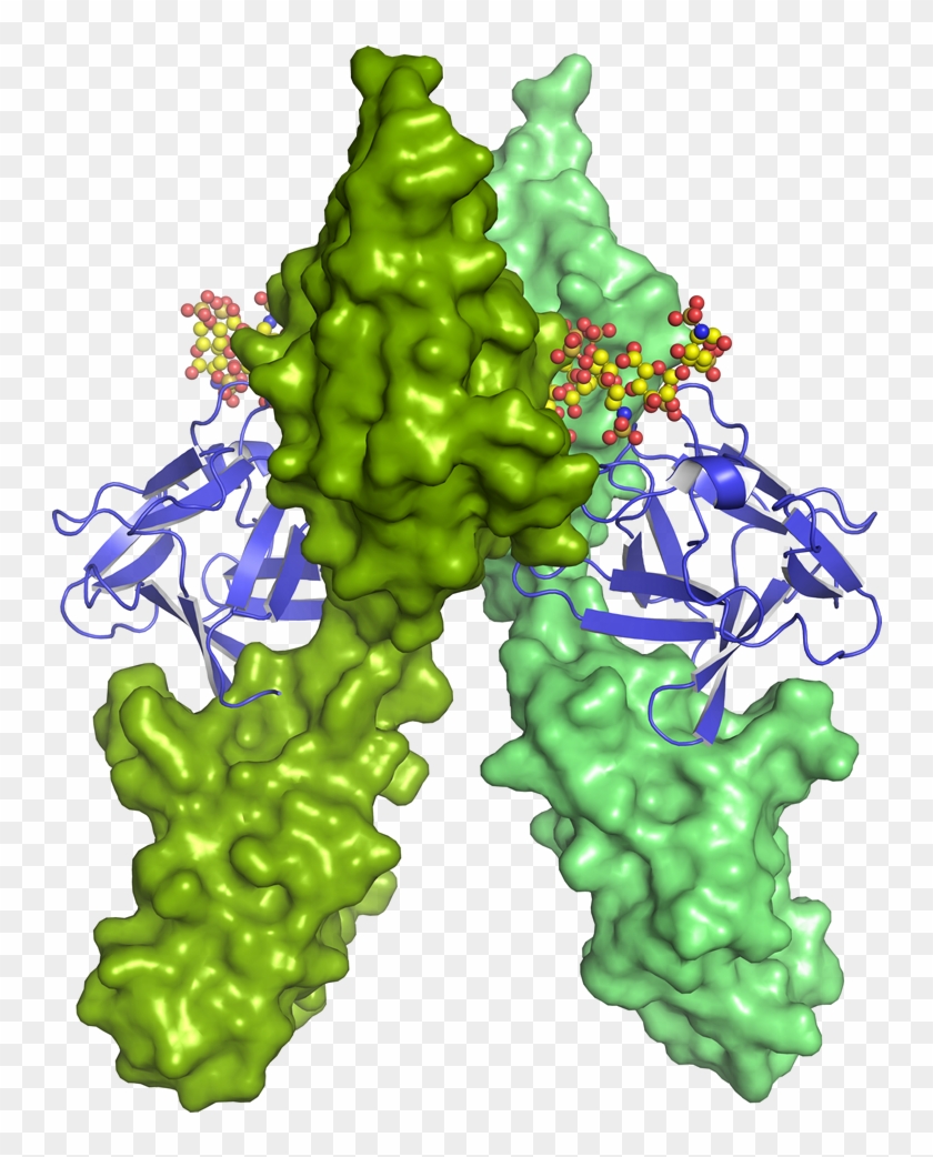 Gene Cloning & Vector Design - Illustration #1752385