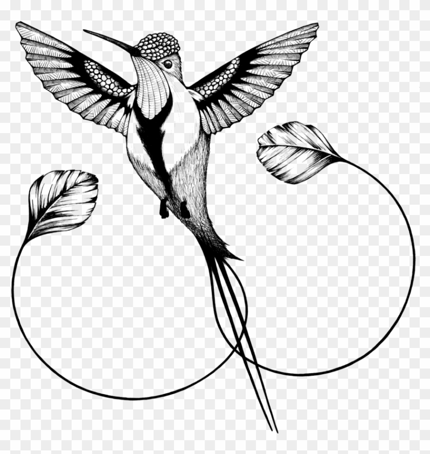 Hummingbirds Clipart Hummingbird Png Transparent Clip - Marvelous Spatuletail Hummingbird Drawing #1754514