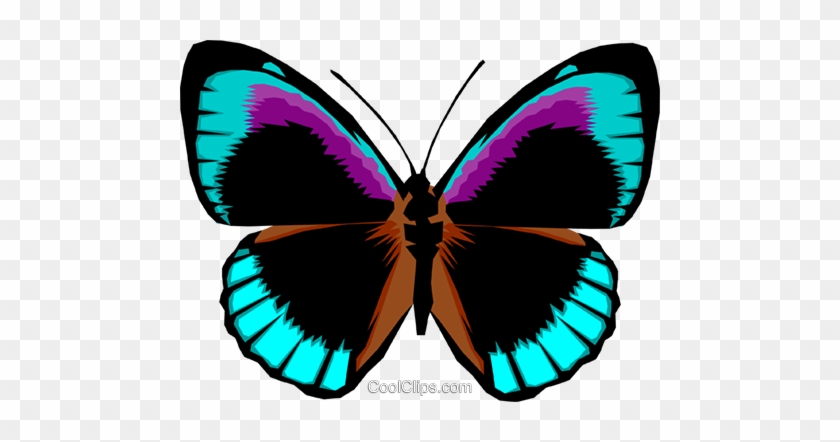 Butterfly Royalty Free Vector Clip Art Illustration - Bright Colored Butterfly #1755501