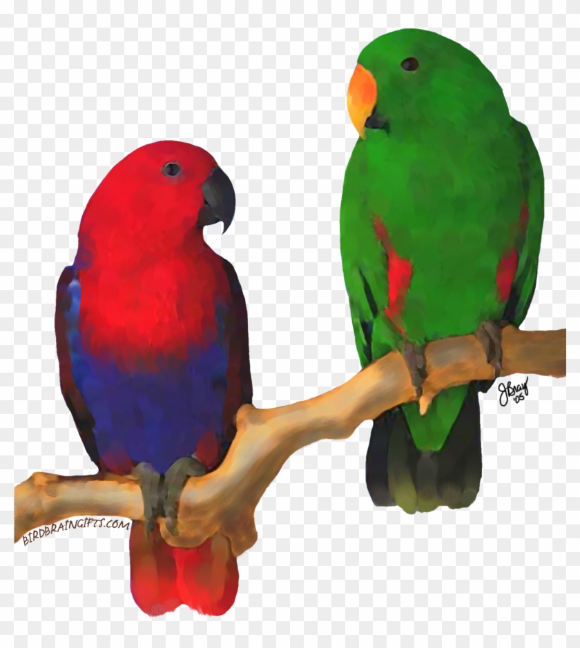 Eclectus Pair, Digital Oil - Parrots Of The World #1755791