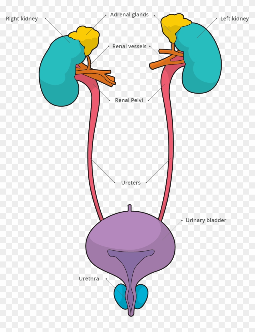 Urinary System - Urinary System Transparent - Free Transparent PNG Clipart  Images Download
