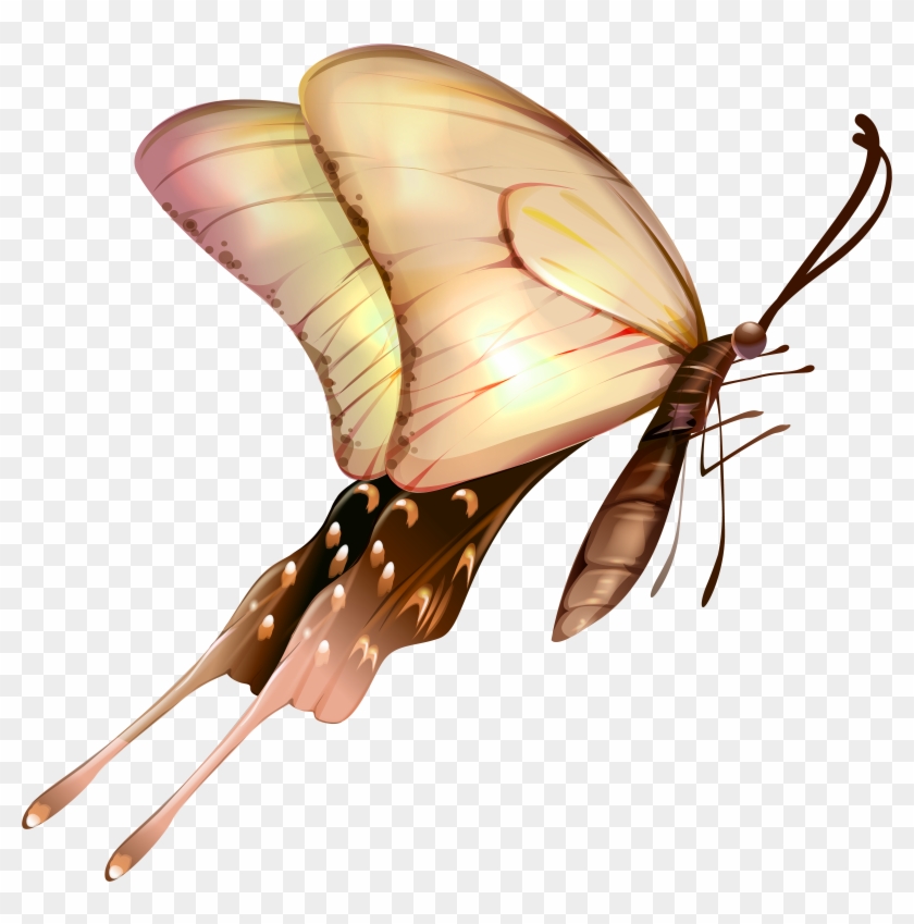 Butterfly With Transparent Wings - Transparent Butterfly Png #1756436