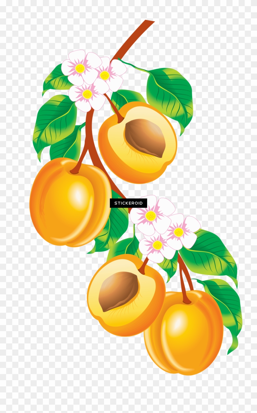 Peach - Fruits Vector #1756522