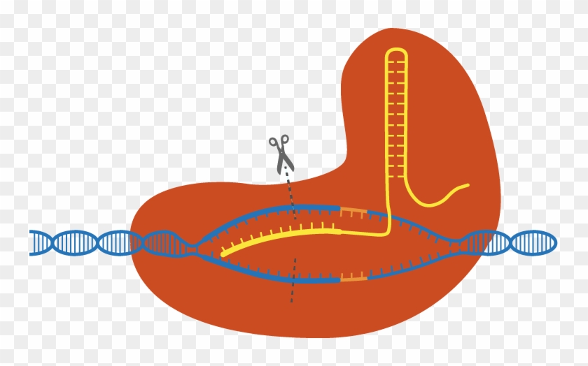 Crispr Is One Of The Biggest Science Stories Of The - Diagram #1757013