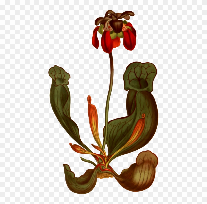 Flowering Plant Purple Pitcher Plant Botany Carnivorous - Flowering Plant Purple Pitcher Plant Botany Carnivorous #1757381