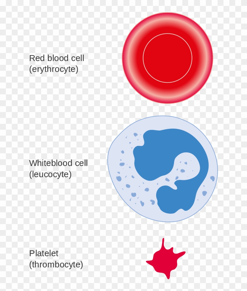 Diagram Of Three Different Types Of Blood Cell Cruk - Diagram Of Three Different Types Of Blood Cell Cruk #1758097