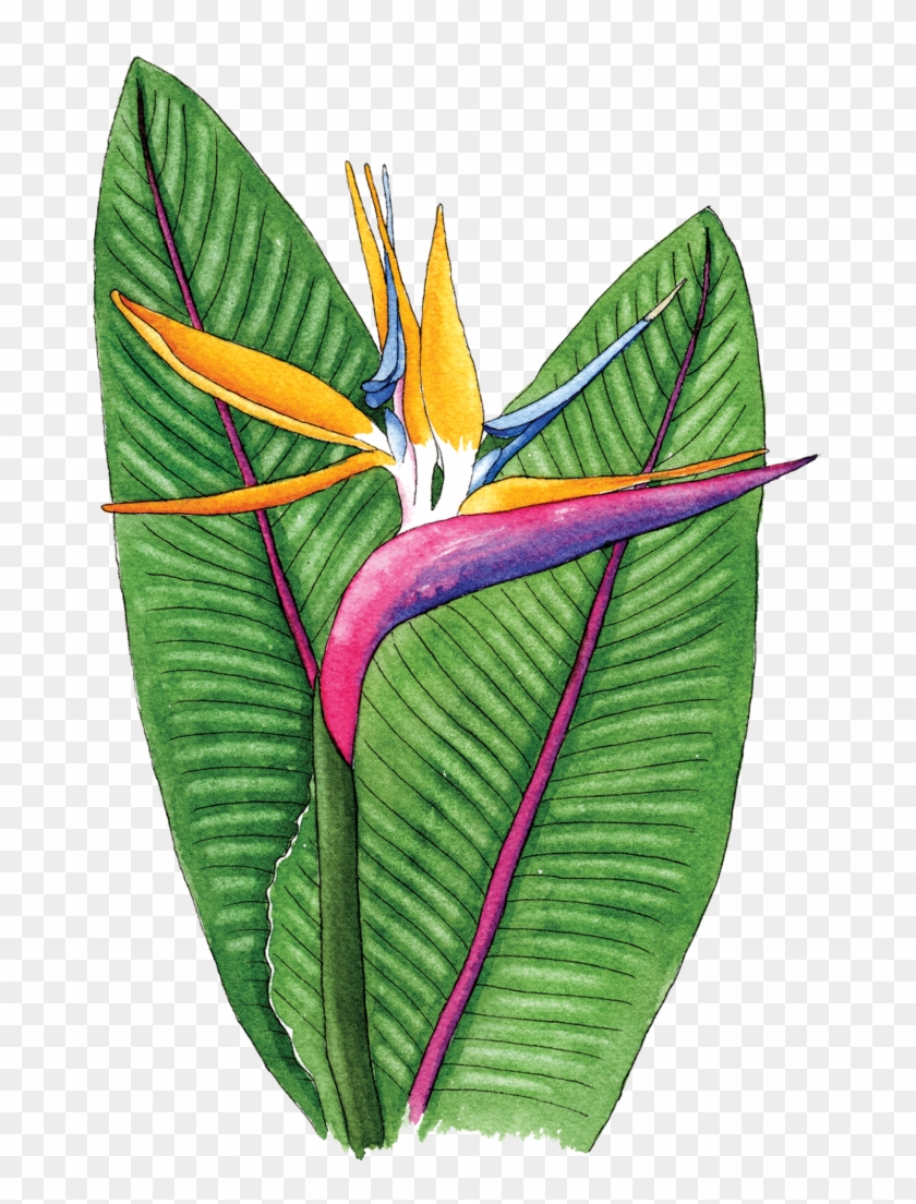 Tropical Musings - Berkeley Horticultural - Tropical Musings - Berkeley Horticultural #1758212