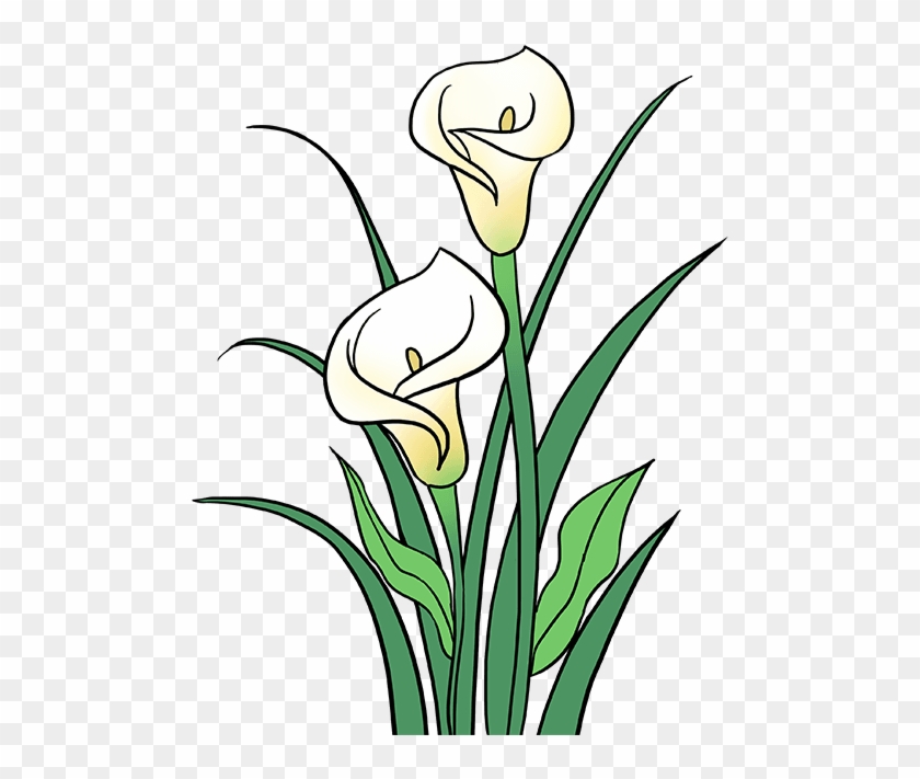 680 X 678 2 - Draw Calla Lilies #1758647