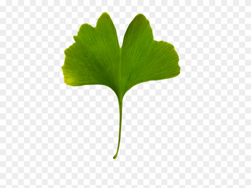 Ginkgo Biloba Isolated - Maidenhair Tree #1758651