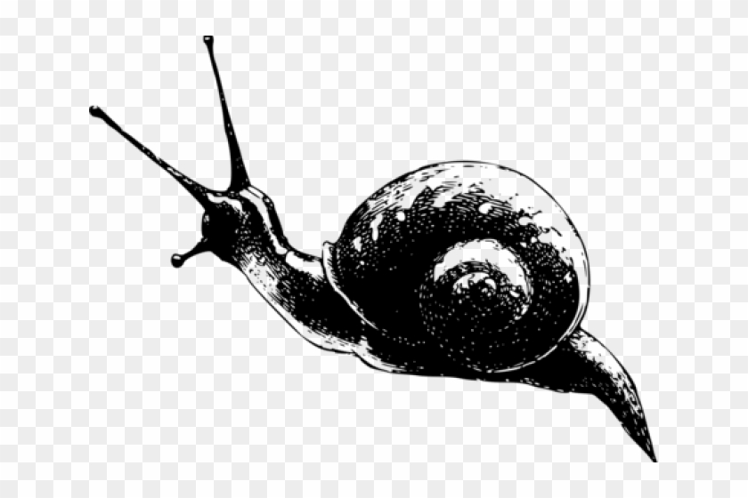 Snail Clipart Slug - Obvious Code Comments #1758898