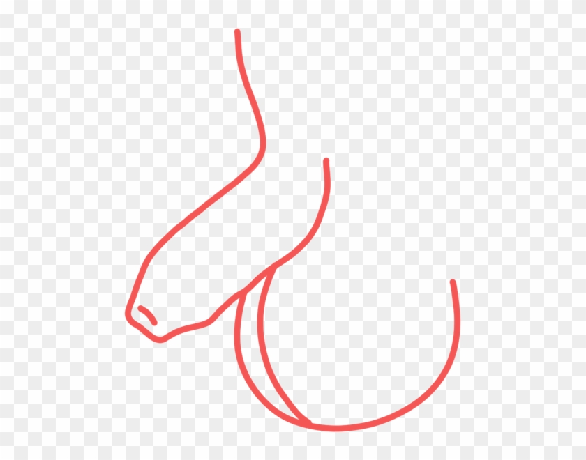 The Penis - The Penis #1758931