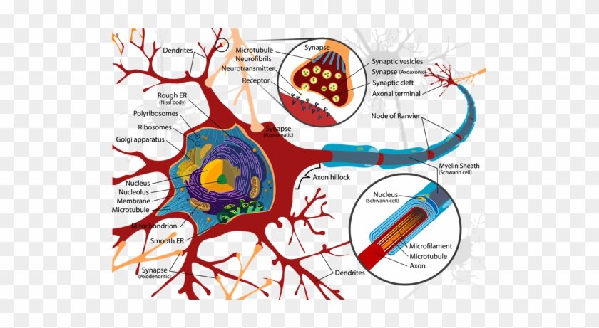 We Can Control The Biochemistry Of Our Brains - Neuron Cell Membrane #1759386