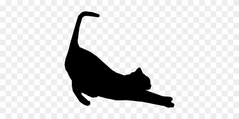 Stretching, Cat, Feline, Animal, Pet - Cat Silhouette Stretching #266085