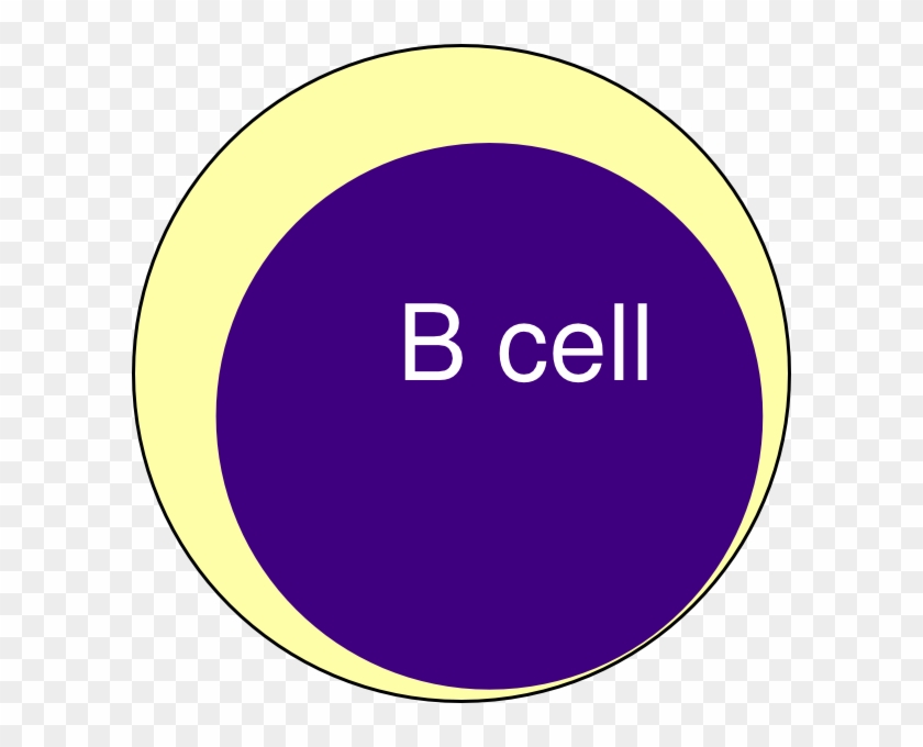 B Cell Clip Art - T Lymphocyte Clip Art #267707