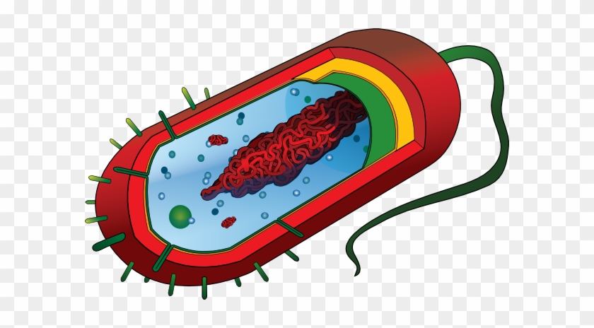 Prokaryotic Cell Diagram Unlabeled #267708