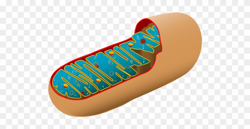 Unlabeled Cell - Structure Of Mitochondria And Function #267718