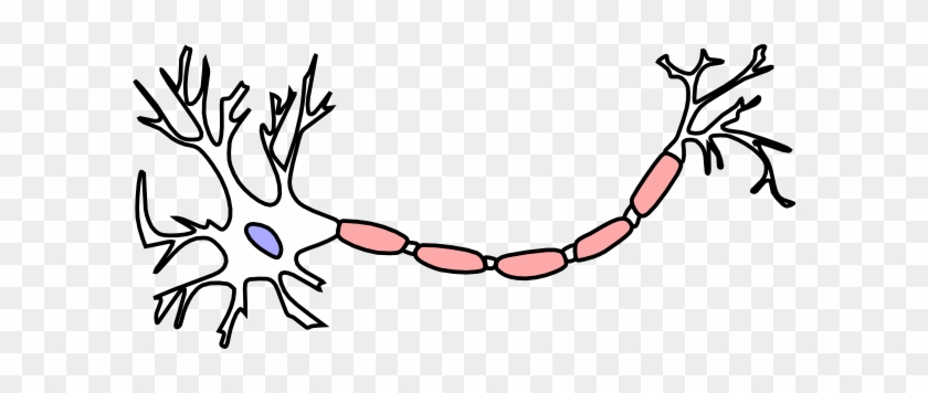 Anatomy Of A Neuron #267726