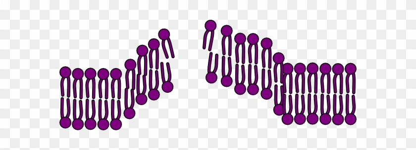 Cell Membrane Endocytosis Broken Clip Art - Broken Cell Membrane #267737