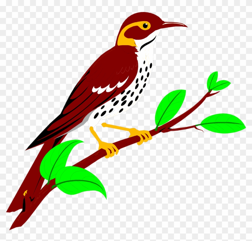 Thrush Bird Clip Art - Animated Bird #1759915