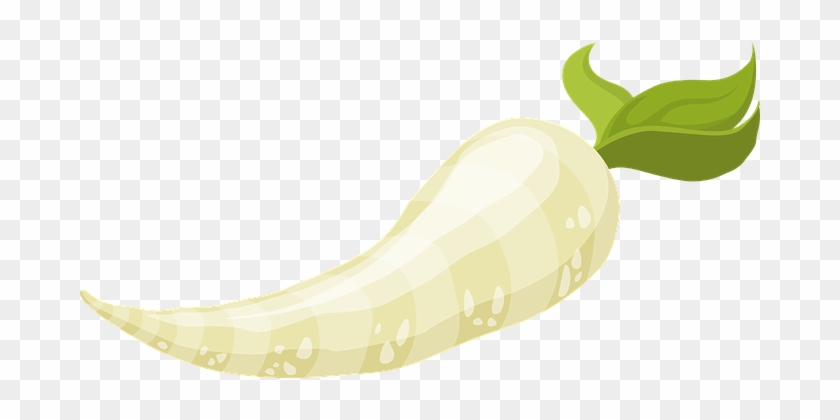 Radishes, White, Vegetables, Roots - Củ Cải Vector #1760034
